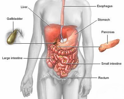 digestive systems diagram