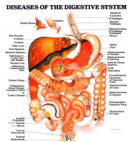 simple diagram of digestive system