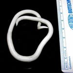 how does a get hookworms parasites in humans how do they get there how does a get hookworms parasites in humans how do they get there