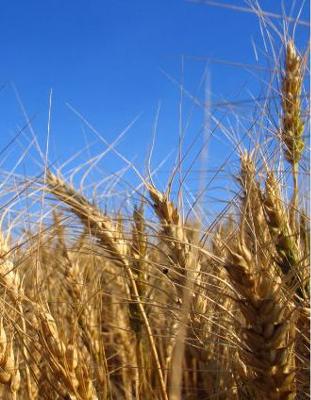 Wheat Field - Whole Grains from God