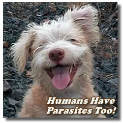 animal human parasites
