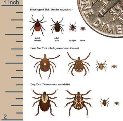 Types of Ticks