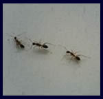common household bugs