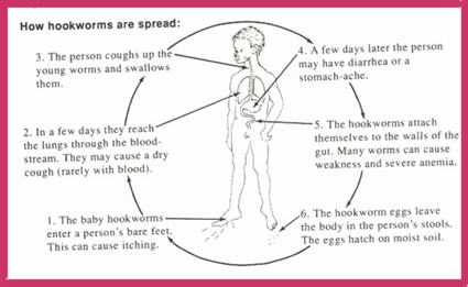 parasite worm hookworms life cycle