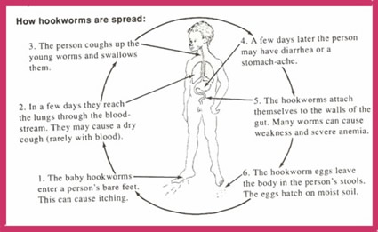 parasite worm hookworms life cycle parasite worm hookworms life cycle