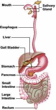 colon detox digestive system diagram
