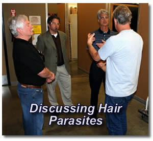discussing hair parasites