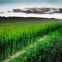 green barley field