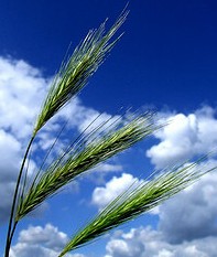 barley crop