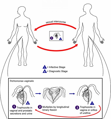 life cycle of microscopic organisms protozoa