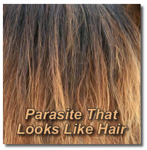 Parasite That Looks Like Hair