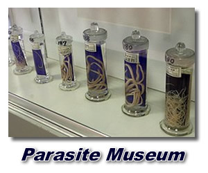 picture of parasite types