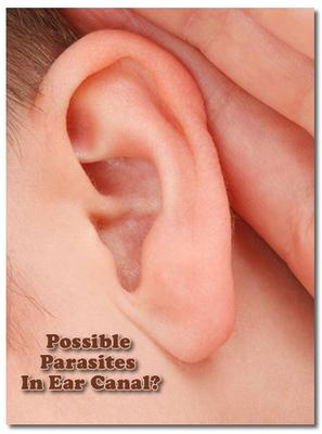 Dealing With Possible Parasites In Ear Canal