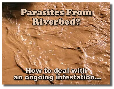 What To Do About Suspected Parasites From Falling In Riverbed Mud