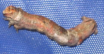 3/4 very thin stick type parasite