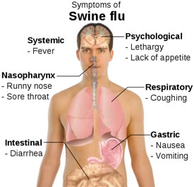 swine flu symptoms