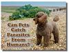 Can You Get Parasites FROM Pets And Can Parasites Be Passed TO Pets?