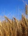 Wheat Field - Whole Grains from God