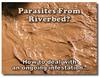 What To Do About Suspected Parasites From Falling In Riverbed Mud