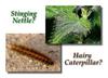 Could it be you came in contact with a hairy caterpillar or stinging nettle plant?