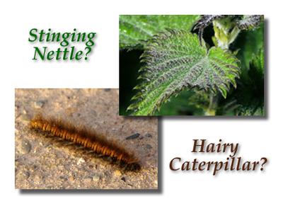 Could it be you came in contact with a hairy caterpillar or stinging nettle plant?