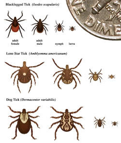 difference between a tick and crabs