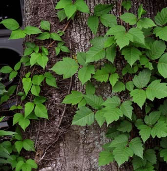 Poison Ivy Leaves Cause Watery Bumps
