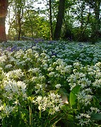 wild bear paw garlic field