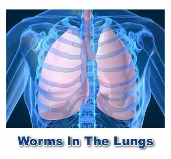 Worried About Worms In The Lungs...