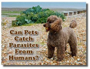 Can You Get Parasites FROM Pets And Can Parasites Be Passed TO Pets?