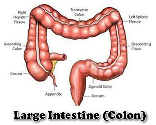 colon symptoms