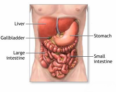 digestive system