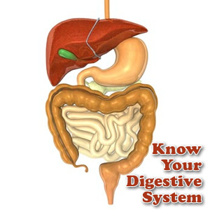 digestive system diagram