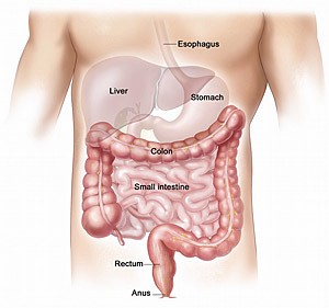colon problems digestive system diagram