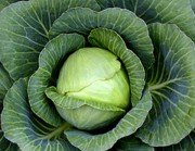 head of cabbage