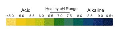 pH balance in the body