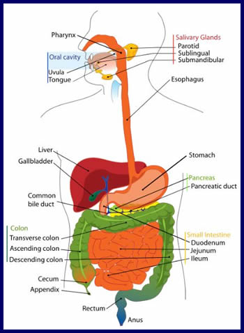 human digestion process