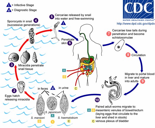 life cycle of flukes