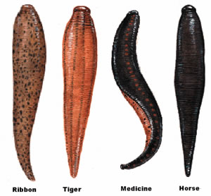 Types of Live Leeches