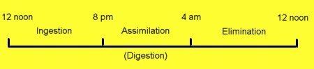 natural body digestive rhythm