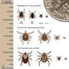 Types of Ticks