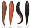 Types of Live Leeches