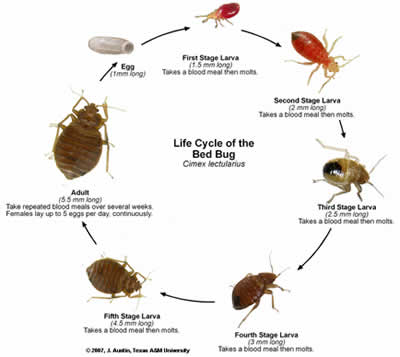 What Bed Bugs Look Like
